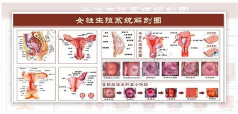 女人的阴|解剖学高清图谱 女性生殖系统